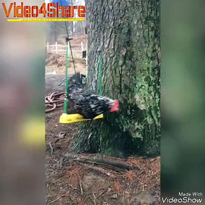 Amazing chicken must watch