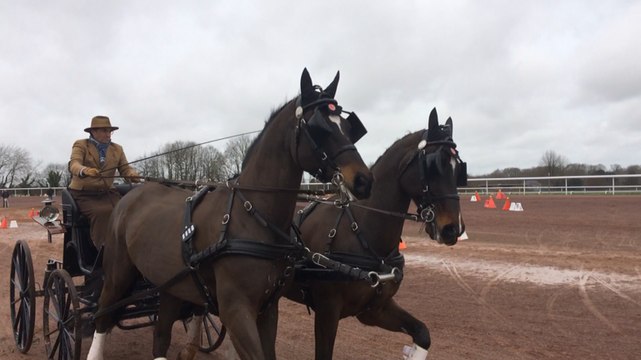 Concours international d'attelage à l'hippodrome