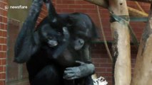 Bonobo mum tickles the baby