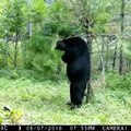 Bear uses a tree for scratching!!
