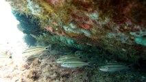 Apneia em Ubatuba, mergulho, peixes, corais, cavernas sub, Cavalo Marinho, cardumes de peixe, costeira da Itamambuca, Prumirim, Praia do alto, Vermelha, Litoral Norte, SP, Brasil, Marcelo Ambrogi