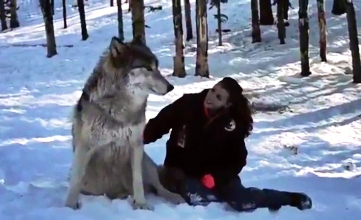Wolf Cuddles Up To Woman