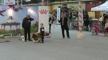 À 6 ans, il participe avec Harry Potter au concours canin de Valence