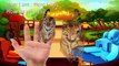 Finger Family ZOO ANIMALS Lion Tiger Meerkat Zebra Elephant Nursery Rhyme Kids English Son