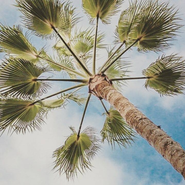 palmiye ağaç budama "işleri" iletişim "05464763202"