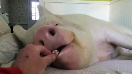 Le cochon le plus heureux du monde