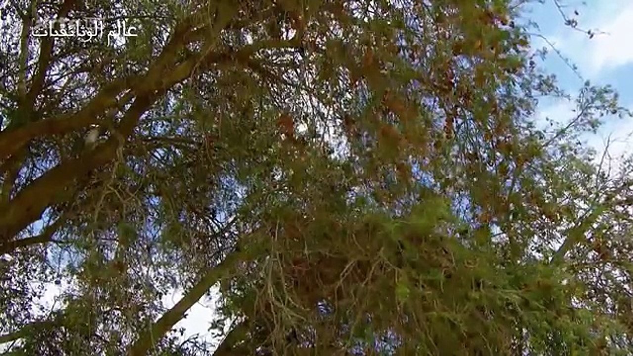 وثائقي فيلة الصحراء_ أقوى وثائقي عن أضخم حيوانات تعيش في الصحراء 2016 HD