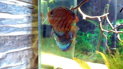 repro discus live