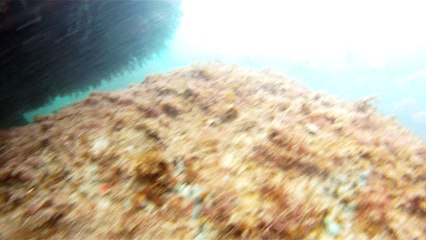Apneia, navegando, Mergulhando nas profundezas, vida submarina, Ubatuba, Natureza Sub, aos mares com carinho, (8)