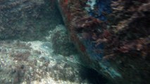 Apneia, navegando, Mergulhando nas profundezas, vida submarina, Ubatuba, Natureza Sub, aos mares com carinho, (12)