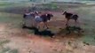 goat fighting- must watch for entertainment