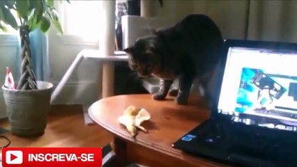 Melhores sustos de gatos 2016-gatos engraçados