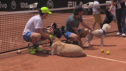 Perros sin hogar se convierten en recogepelotas del Abierto de Tenis en Brasil