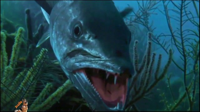 Top ataque de animais selvagens #3, Animais selvagens atacando, Animals, Confrontos animais, Serpentes atacando animais