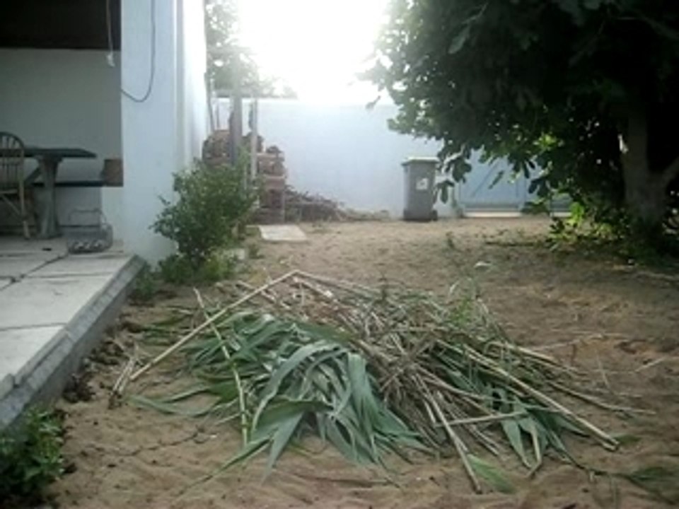 mon chat saut d'obstacle