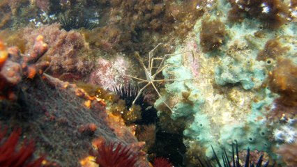 Apneia, navegando, Mergulhando nas profundezas, vida submarina, Ubatuba, Natureza Sub, aos mares com carinho, (21)