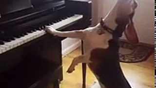 Quand ton chien veut jouer du piano et chanter ! WTF !