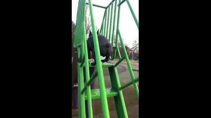 Un chien chute en descendant d'un toboggan !