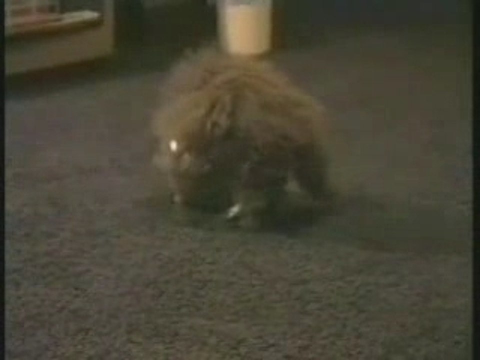 Le-chat-de-copperfield