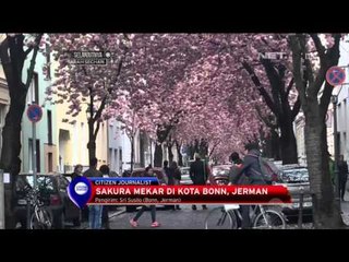 Terowongan Bunga Sakura di Kota Bersejarah di Jerman - NET12