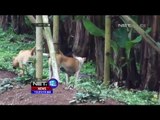 Status Kejadian Luar Biasa di Sukabumi Pasca Tewasnya Warga Akibat Anjing Rabies - NET12