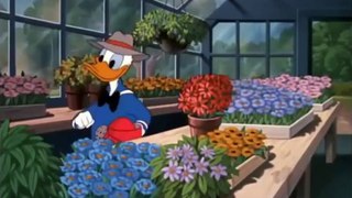 Donald Duck Chip and Dale - Donald Duck Cartoons Full Episo