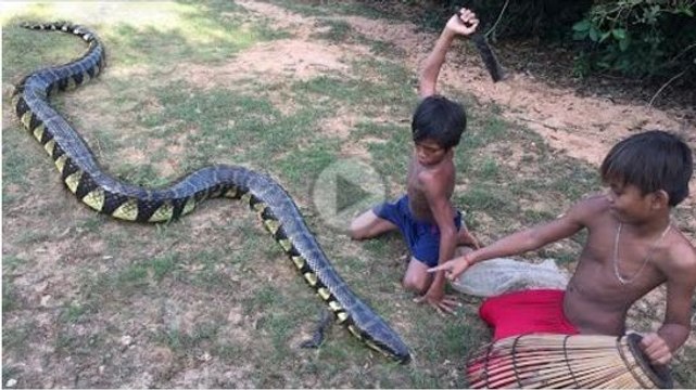 Wow! Two Boys Catch Big Water Snake In Jungle - Catch Big Water Snake With Hand