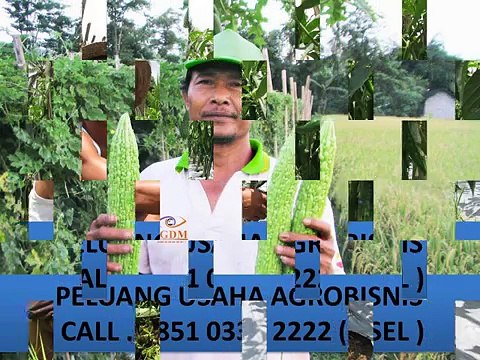 CALL . 0851 0333 2222 ( TSEL ) Peluang Usaha Agribisnis