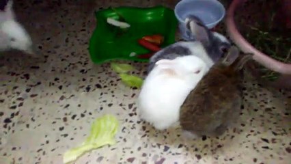 MY RABBIT EATING VEGETABLE