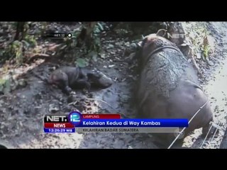 Badak Sumatera Lahirkan Anak Kedua NET12