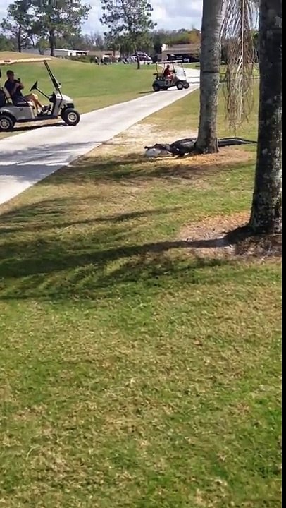 Alligator Walks Across Golf Course With Fish