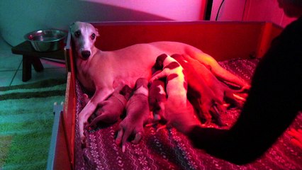 TETEE 15 JOURS - WHIPPET DU P'TIT GRAIN DE FOLIE
