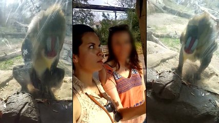 Deux copines se promènent dans un zoo et croisent un Mandrill