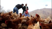 Atanamayan Eşine Destek Olmak İçin Tavuk Çiftliği Kurdu