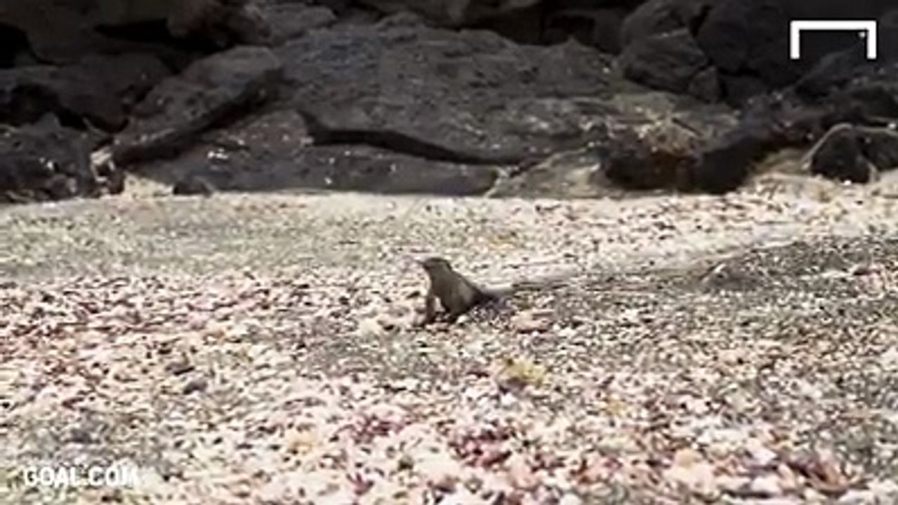 Hunting Snake Thieve