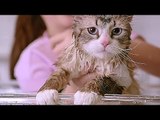 MA VIE DE CHAT Bande Annonce (Kevin Spacey)