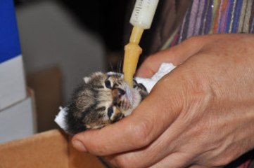 Karton Kutuda Cami Avlusuna Bırakılan Kedilere Vatandaşlar Sahip Çıktı