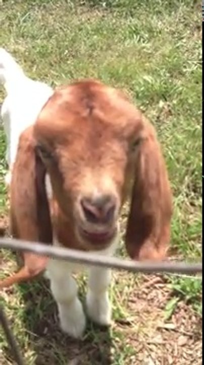 Goat Saying What ..