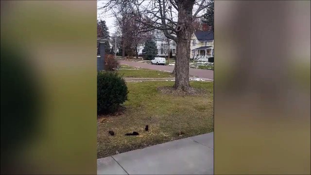 Un coup de klaxon et les Ecureuils deviennent fou