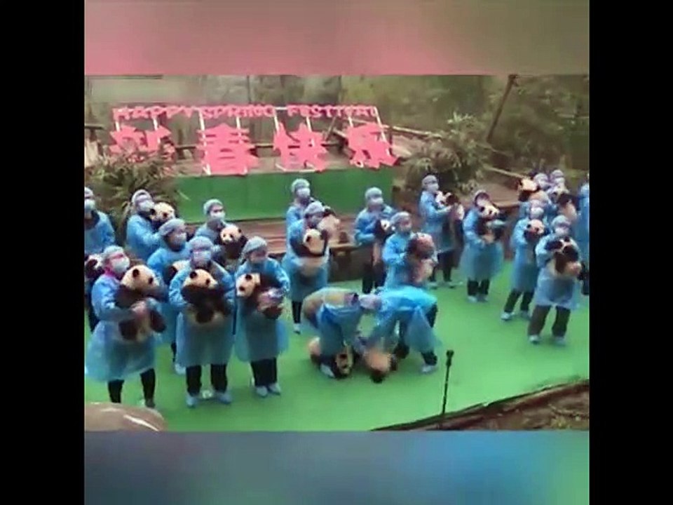 Pas facile de prendre en photos 23 bébés panda en même temps !