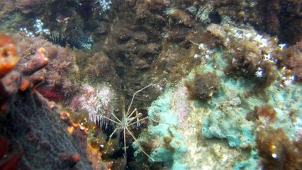 Apneia, navegando, Mergulhando nas profundezas, vida submarina, Ubatuba, Natureza Sub, aos mares com carinho, (26)