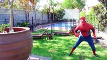 Spidergirl Pranks Spiderman! Bubble Gum Poo Toilet Prank! Bad Baby Joker Spiderbaby Supe