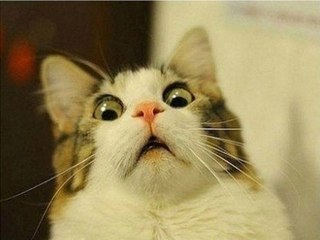 CATS so FUNNY they will make you LAUGH to DEATH