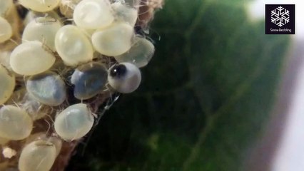 How To Hatch Silkworm Eggs