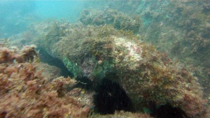 Mergulhando nas profundezas, águas interiores, rios e mares, cavernas submarinas, Ubatuba, Natureza Sub, (4)