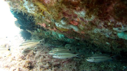 Mergulhando nas profundezas, águas interiores, rios e mares, cavernas submarinas, Ubatuba, Natureza Sub, (10)