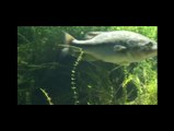 Looking to kill time... Underwater image  Predatory images of LARGEMOUTH BASS season3