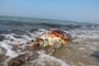 Kuşadası'nda Bir Günde İki Deniz Kaplumbağası Ölü Bulundu