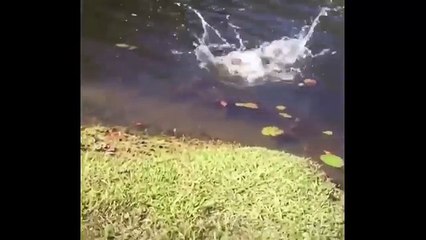 Un homme éternue près d'un chat qui boit au bord d'un lac