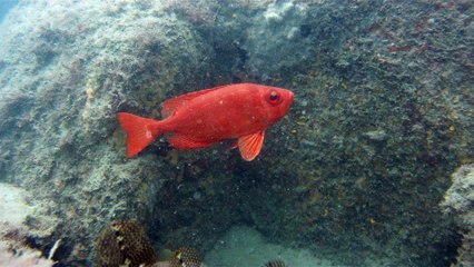 Mergulhando nas profundezas, águas interiores, rios e mares, cavernas submarinas, Ubatuba, Natureza Sub, (20)
